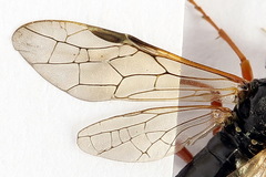 Tenthredo atra