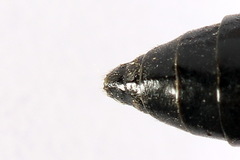 Tenthredo atra