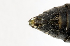 Tenthredo atra