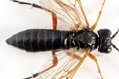 Tenthredo atra