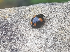 Harmonia axyridis
