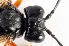 Tenthredo atra