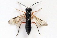 Tenthredo atra