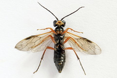 Tenthredo atra