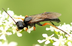 Tenthredo atra