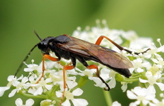 Tenthredo atra
