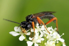 Tenthredo atra