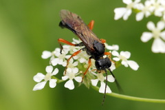 Tenthredo atra