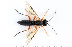 Tenthredo atra
