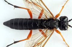 Tenthredo atra