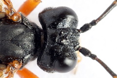 Tenthredo atra
