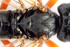 Tenthredo atra