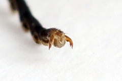 Tenthredo atra