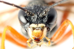 Tenthredo atra