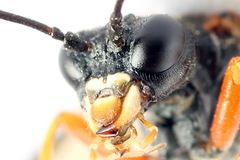 Tenthredo atra