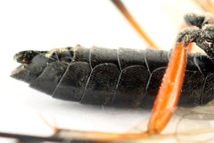 Tenthredo atra