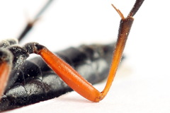 Tenthredo atra