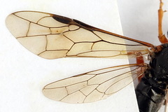 Tenthredo atra