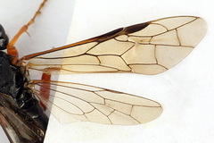 Tenthredo atra