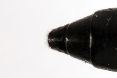 Tenthredo atra