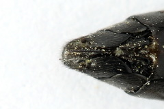 Tenthredo atra