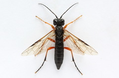 Tenthredo atra