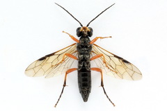 Tenthredo atra
