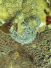 Euryalida