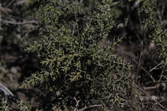 Colletia hystrix