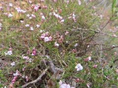 Aspalathus submissa