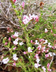 Aspalathus submissa