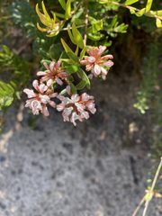 Grevillea sphacelata
