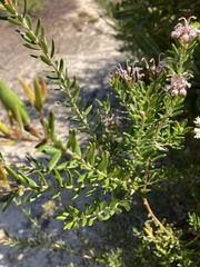 Grevillea sphacelata