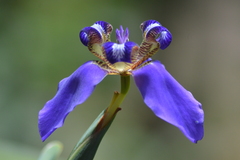 Trimezia coerulea