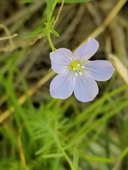 Linum pratense