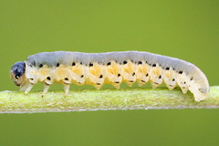 Tenthredo brevicornis