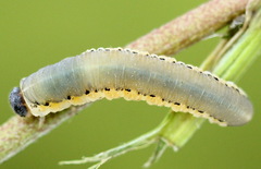 Tenthredo brevicornis