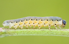 Tenthredo brevicornis