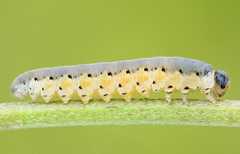 Tenthredo brevicornis