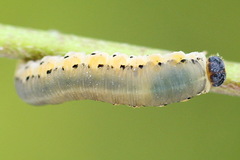 Tenthredo brevicornis