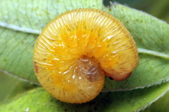 Tenthredo brevicornis