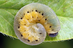 Tenthredo brevicornis