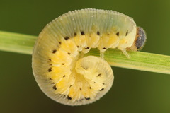 Tenthredo brevicornis