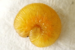 Tenthredo brevicornis