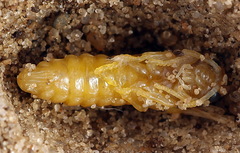 Tenthredo brevicornis