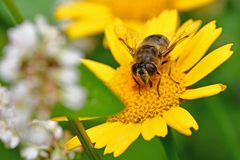 Eristalis tenax