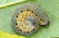 Tenthredo brevicornis