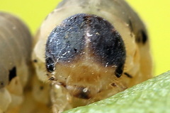 Tenthredo brevicornis