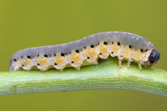 Tenthredo brevicornis