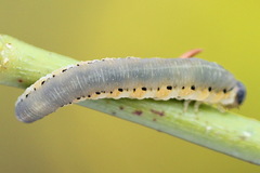 Tenthredo brevicornis